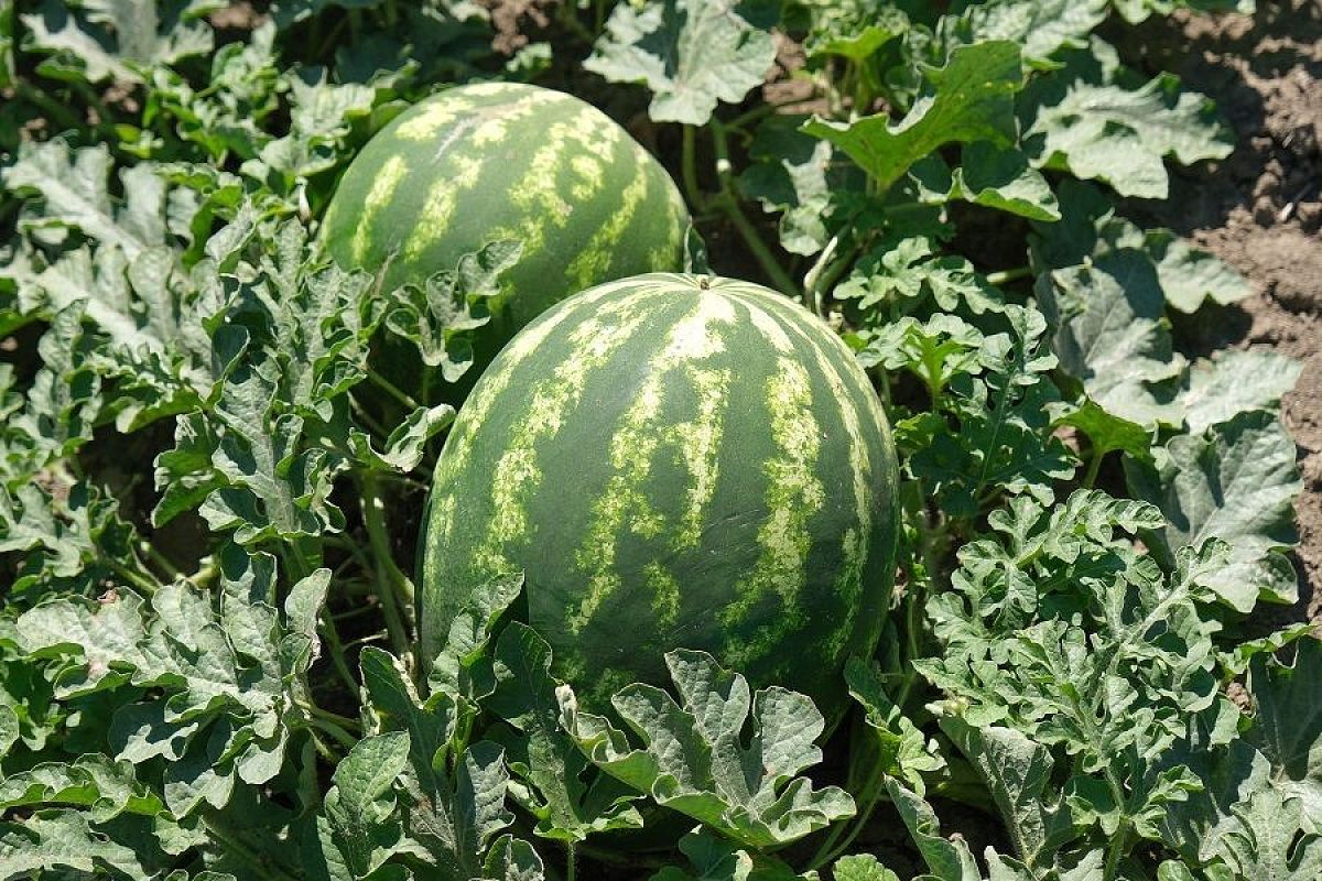 Чтобы рос арбуз, замечательный на вкус: как летом поливать дыни и арбузы