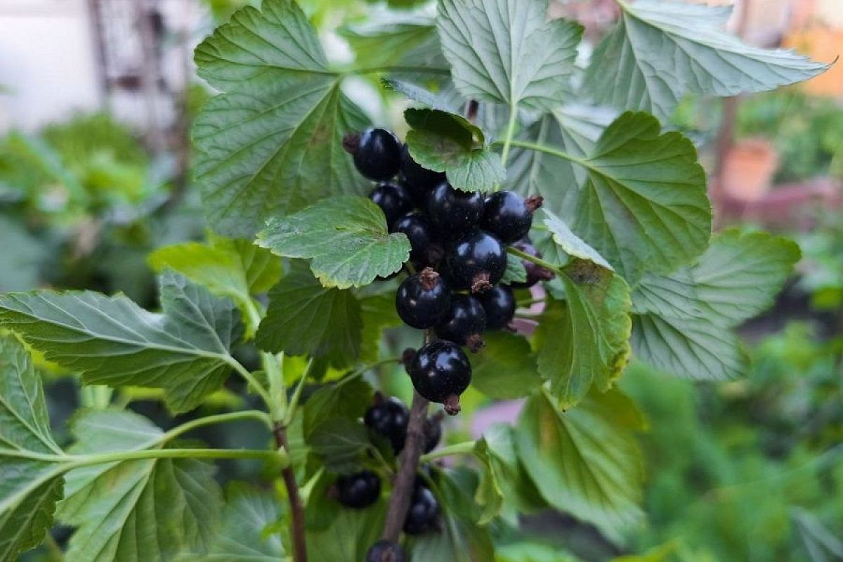 Всего 3 раза за сезон: как подкармливать смородину, чтобы ягоды собирать тазами