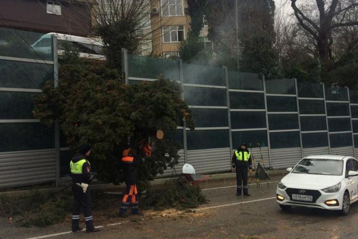 Ветер повалил 7 деревьев на курорте