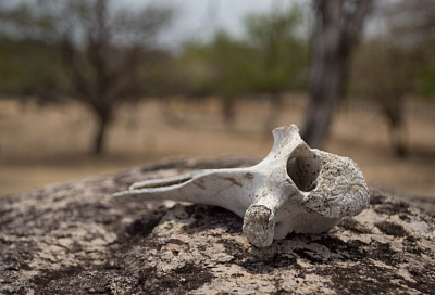 В Крыму нашли редкие окаменелости: от зубов плезиозавра до древних папоротников