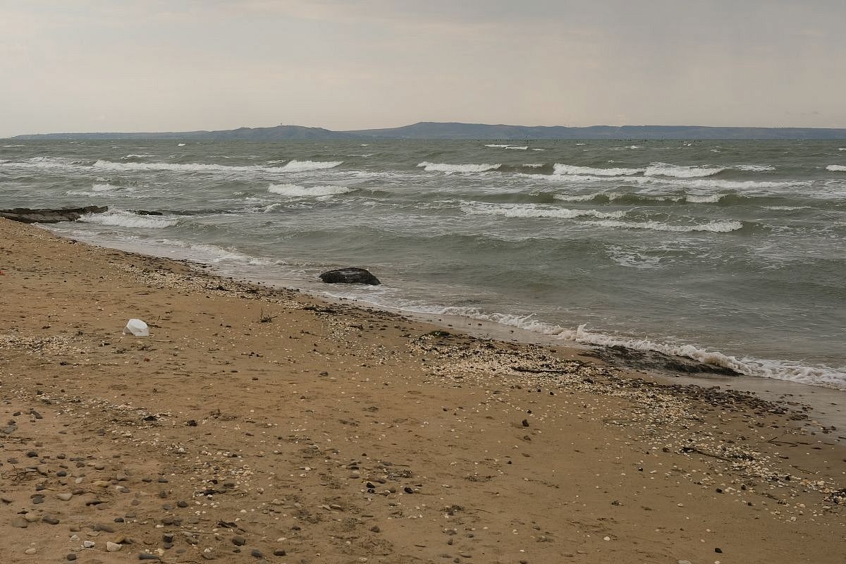 Промысловый вылов леща могут запретить в Азовском море 