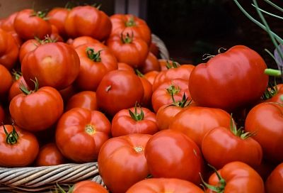 Фермеры Кубани привезли в Краснодар почти 100 тонн продуктов питания