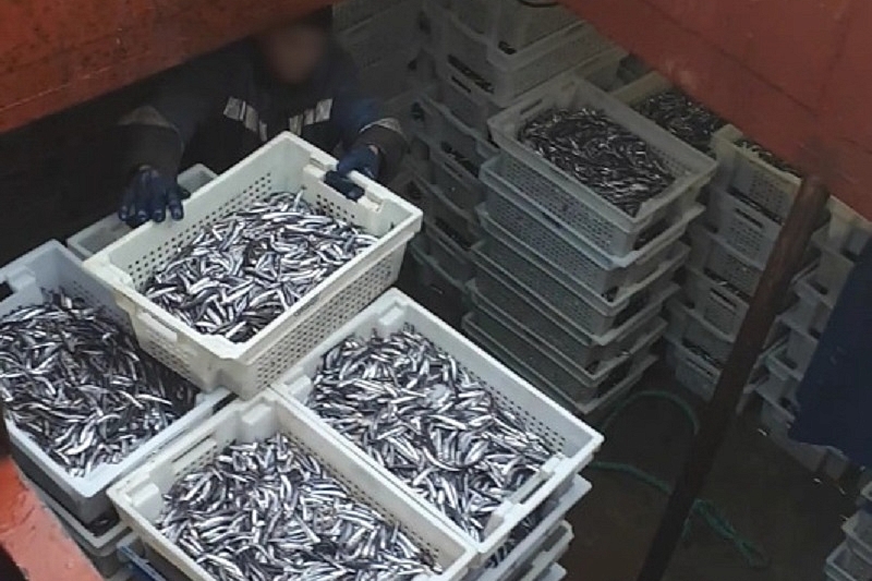 В Краснодарском крае на борту судна пограничники обнаружили более 6 тонн неучтенной хамсы