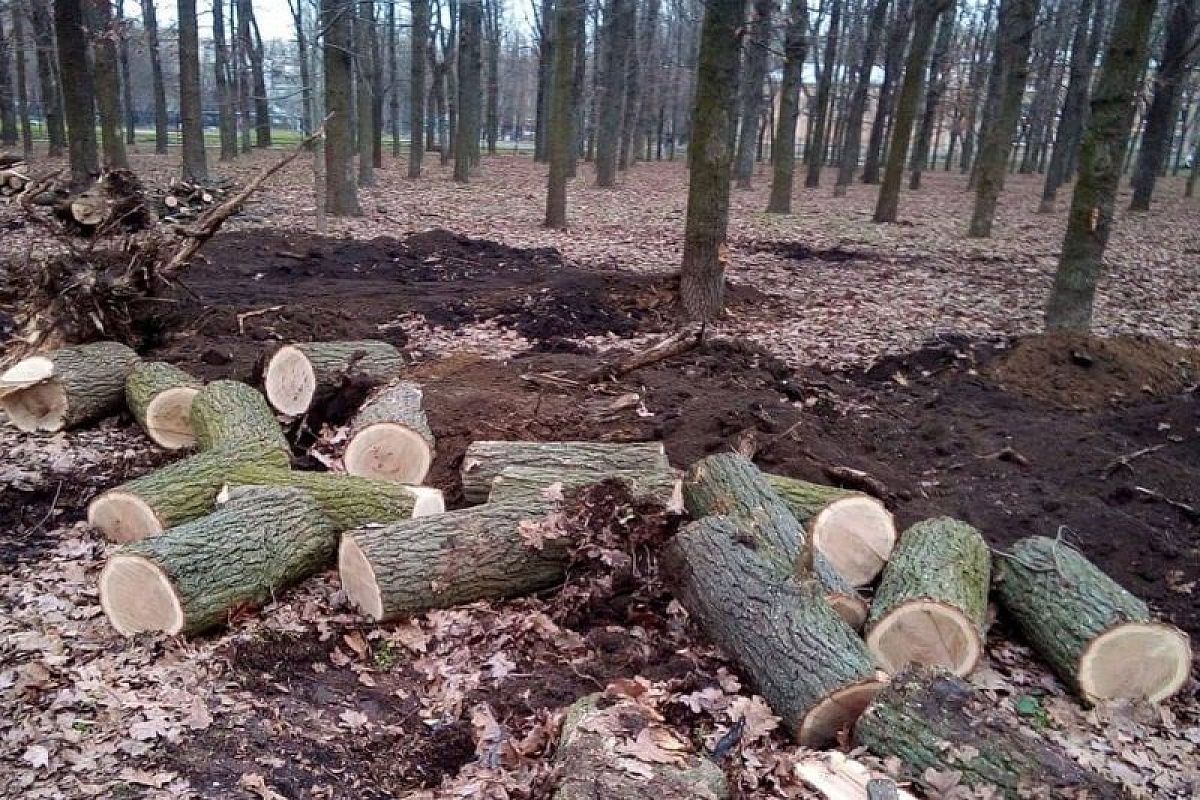 Силовики задержали «черного лесоруба», орудовавшего под Горячим Ключом