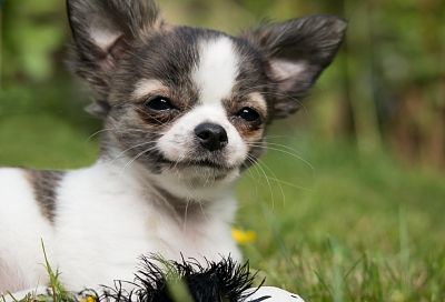 Слезы радости: ученые выяснили, что собаки могут плакать о счастья