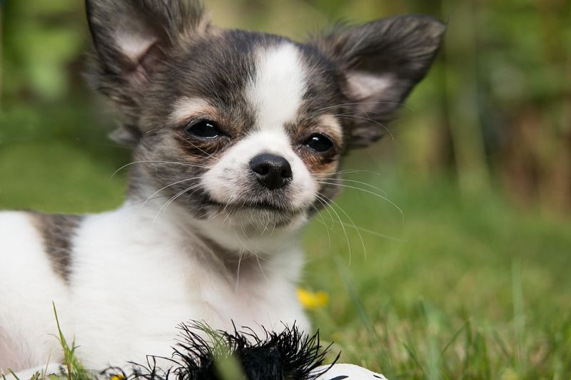 Слезы радости: ученые выяснили, что собаки могут плакать о счастья