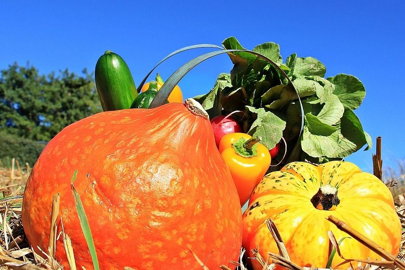 Более 12 тонн овощей и плодов произведено в Сочи с начала года