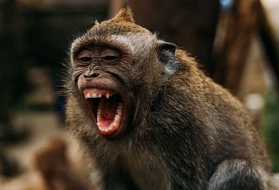 Дикие твари: в Китае обезьяна пыталась утащить маленькую девочку в лес