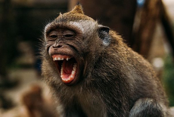 Дикие твари: в Китае обезьяна пыталась утащить маленькую девочку в лес