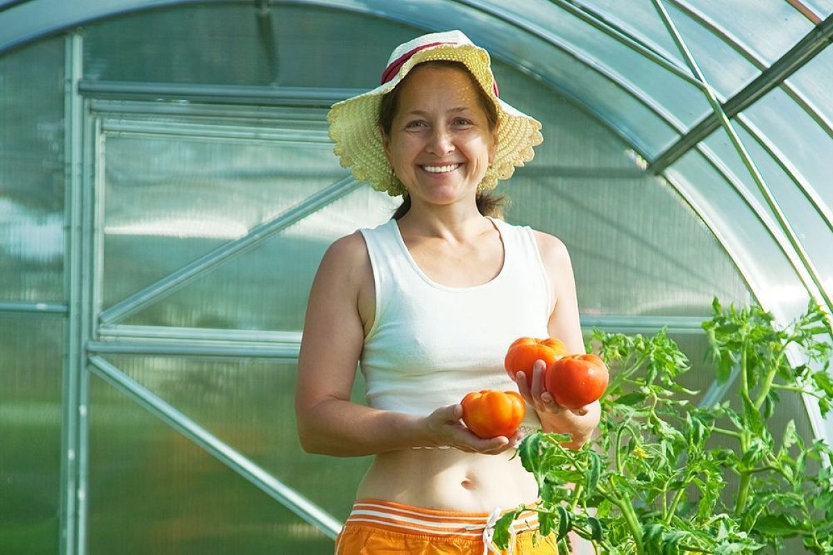 Как поставить теплицу, чтобы собирать дармовой урожай ведрами: пусть соседи тратятся на освещение