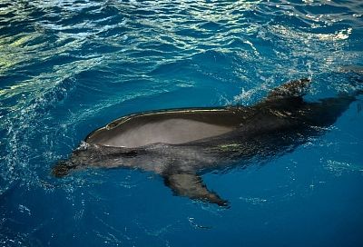 Ученые получили новые данные о языке дельфинов Черного моря