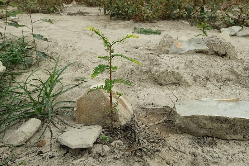 Если специалистам питомника удастся вырастить из сеянцев молодые деревья, через 7–10 лет в роще на озере Сукко кипарисов станет на несколько десятков больше.