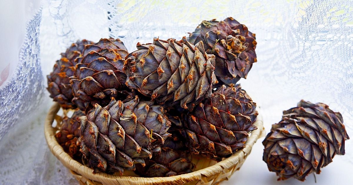Рецепт настойки на кедровых орехах — вкусно и полезно!