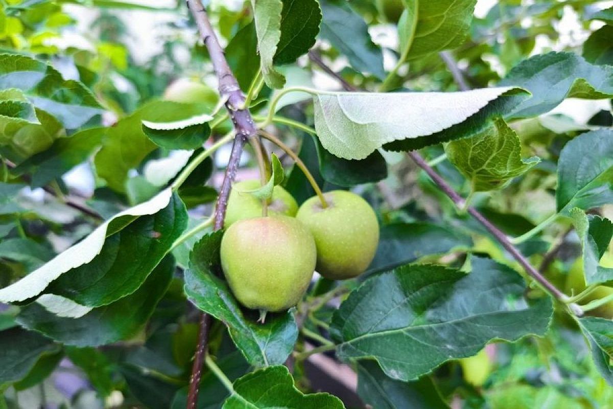 Яблоневая плодожорка: опасный вредитель, который погубит весь урожай, но можно погубить его самого