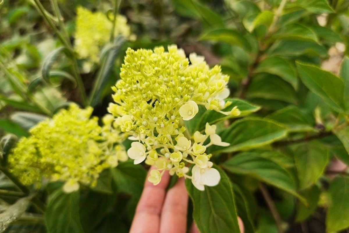 Когда гортензия собирается цвести: как помочь растению выгнать большие цветочные шапки