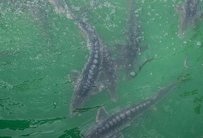 Восстановление популяции русского осетра в Азовском море идет активными темпами