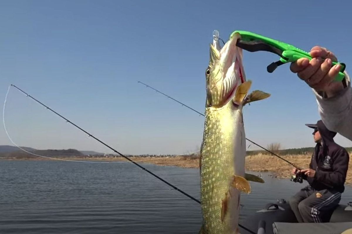 Щука весной сама бросается на спиннинг: 3 секрета для ловли на мелководье