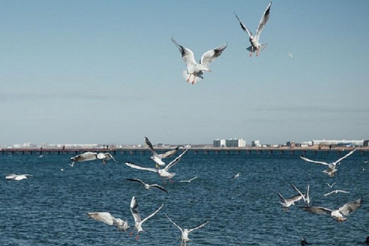 Синоптики назвали кубанские курорты с комфортной для купания морской водой