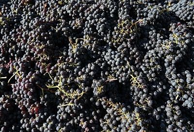 Около 17 тыс. тонн импортного винограда поступило в Россию через Краснодарский край в 2026 году