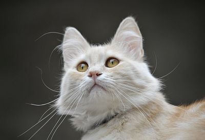 Не плачь, Мурка: почему у кошек слезятся глаза и что с этим делать