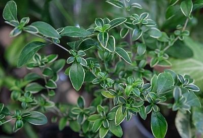 Серисса – дерево с тысячей звезд, которое цветет без перерыва: посадите новинку