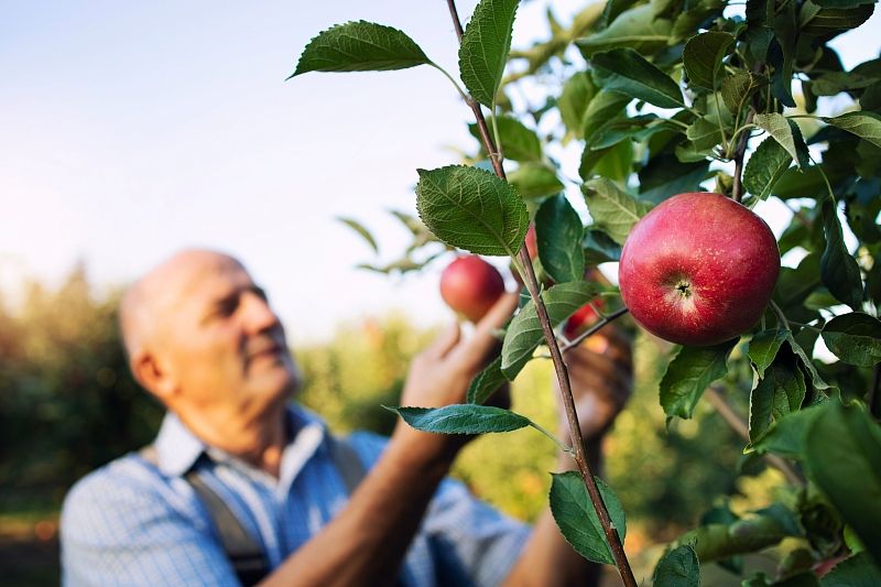 Ученые посчитали, сколько яблок в день нужно есть для профилактики рака