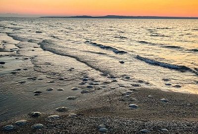 Повышение солености Азовского моря неблагоприятно влияет на промысловые виды рыб