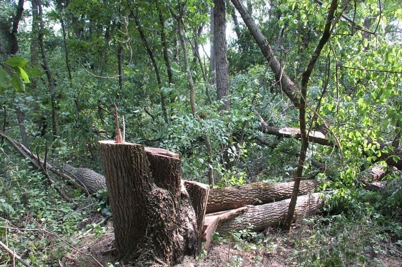 Житель Адыгеи незаконно вырубил деревья на 5,7 млн рублей