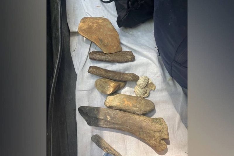 Скелет древнего кита обнаружили археологи в Апшеронском районе