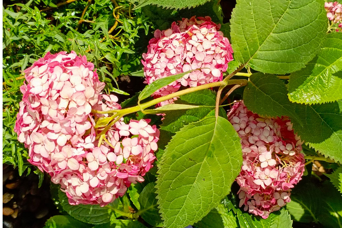 Идеально для гортензии: секрет пышного цветения – в подкормке из этих 3 элементов