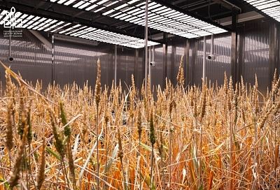 Кубанские ученые провели эксперимент по сокращению вегетационного периода яровой пшеницы