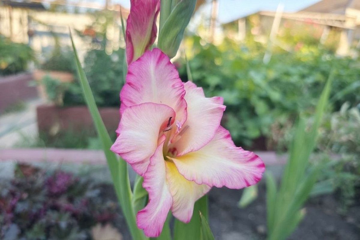 4 правила гладиолусов: чтобы короли летних клумб удивляли всех соседей