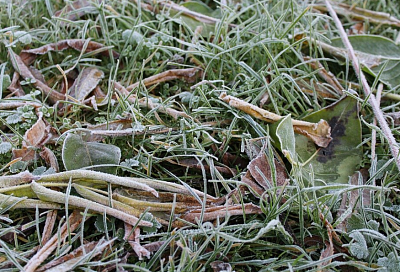 До -2 градусов: ночные заморозки ожидаются в Краснодаре