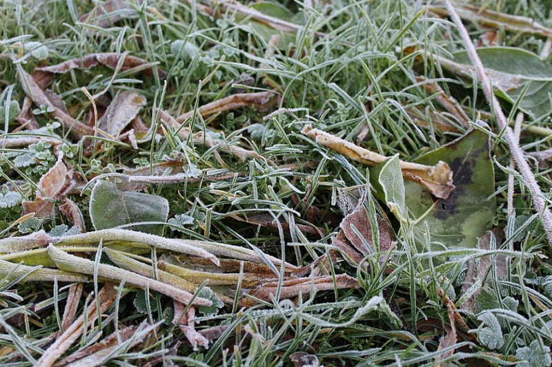 До -2 градусов: ночные заморозки ожидаются в Краснодаре