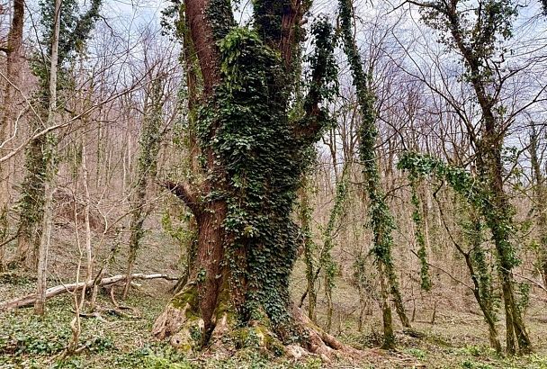 Экспедицию к 500-летнему дубу-великану совершили сотрудники Сочинского нацпрарка
