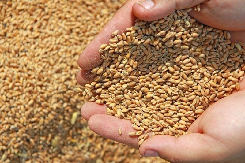 Аграрии Краснодарского края на 100% обеспечены семенами озимых культур под урожай 2020 года