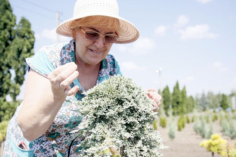 Хозяйка питомника Ольга Буракова с любовью относится к растениям и вкладывает в них частичку своей души.