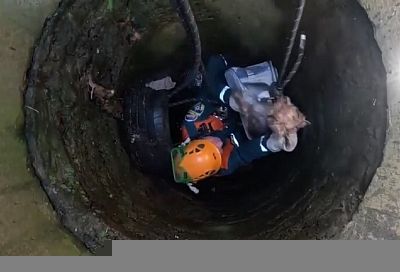 Упавшего в 3-метровый колодец йоркширского терьера спасли в Сочи