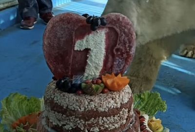 В Геленджике медвежатам-именинникам подарили торт 