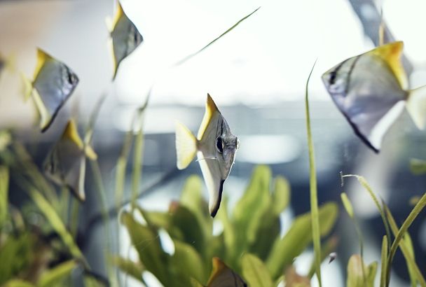 Живые растения приносят большую пользу аквариуму