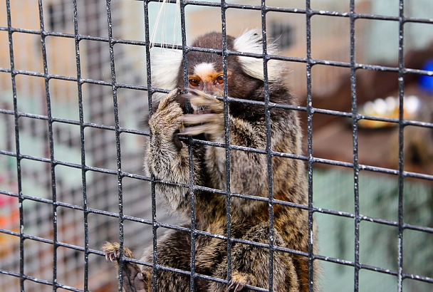 Зоопарк под Анапой может закрыться из-за коронавируса