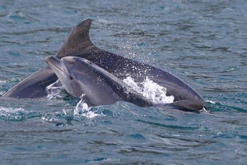 В Краснодарском крае отмечают День китов и дельфинов