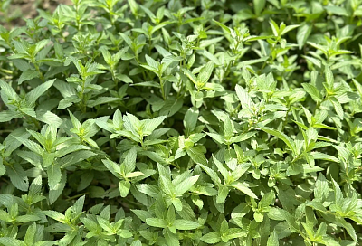 Тыква и мята перечная: идеальное соседство для выращивания огромных плодов