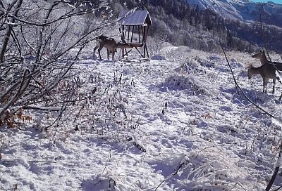 В горах Сочи установили шесть подкормочных станций для диких животных к зиме