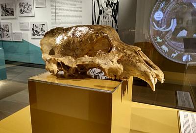 В сочинском Музее археологии выставлен череп пещерного медведя возрастом 27 тысяч лет