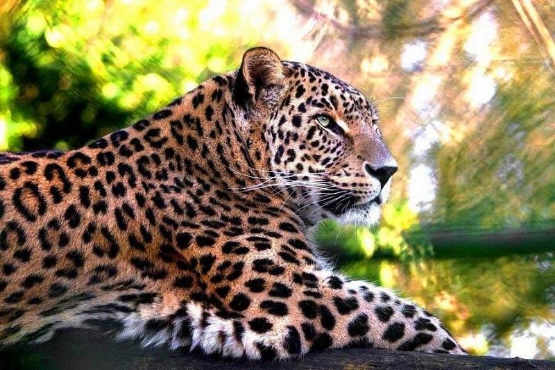 За жизнью леопардов в Сочи можно наблюдать онлайн