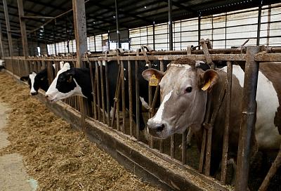 В Краснодарском крае появилась стратегия развития животноводства до 2024 года