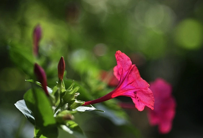 Ароматная «зорька»: этот цветок ничего не потребует, но наполнит сад благоуханием