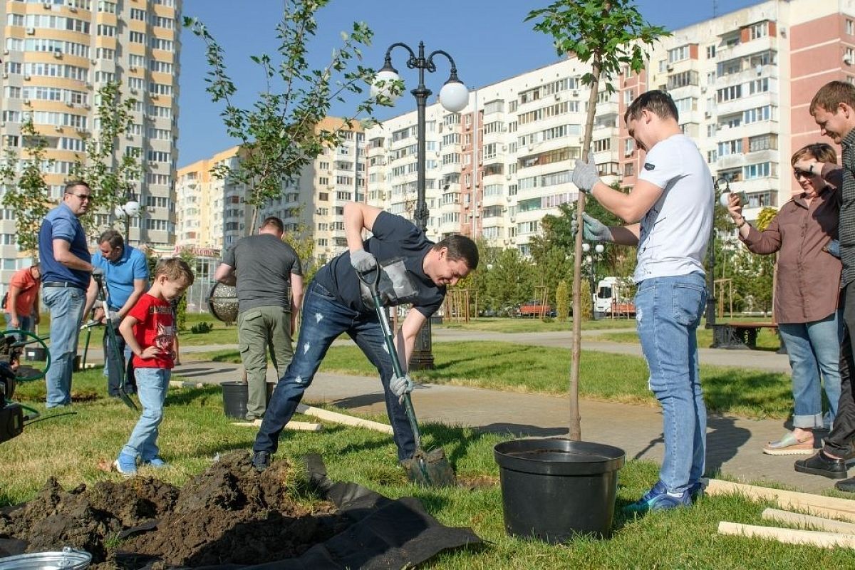 В Юбилейном микрорайоне Краснодара высадили аллею кленов