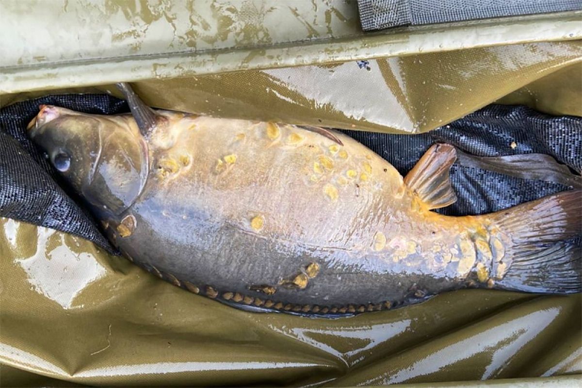 Ловля карпа на бровке: Как найти «рыбную тропу» и увеличить улов в 2 раза